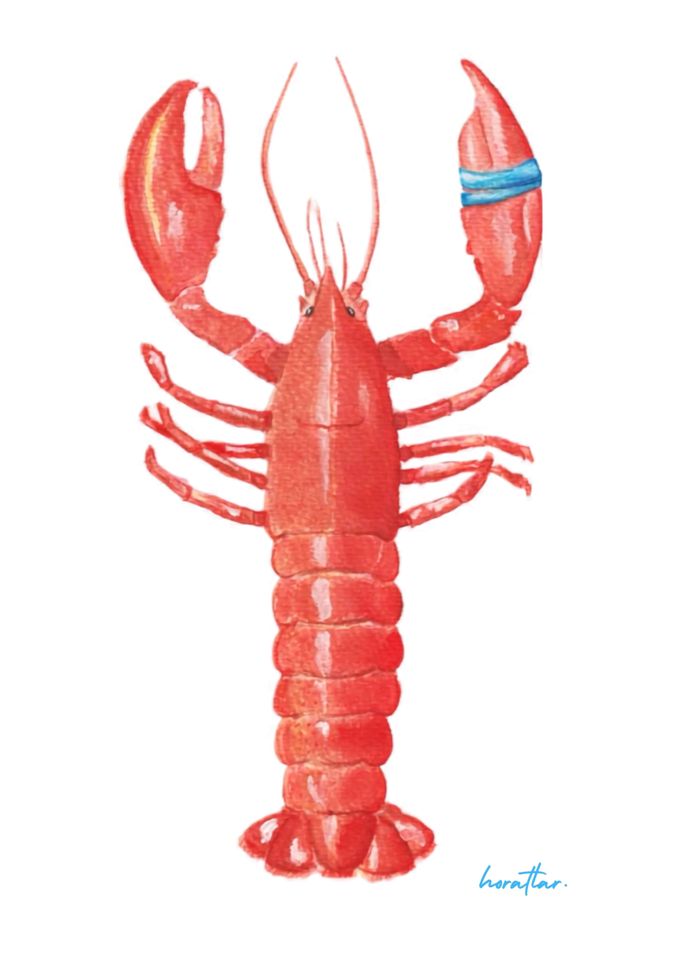 Hazal Türer - Lobster