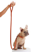 Balley Dog Leash