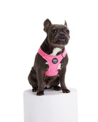 Bonbon Dog Harness