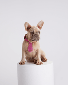 Christian Cowan Dog Tie