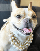 Dubai Dog Necklace