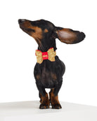 Glam Dog Collar
