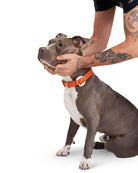 Hachiko Dog Collar
