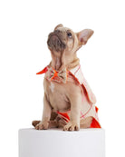 Tartan Dog Coat