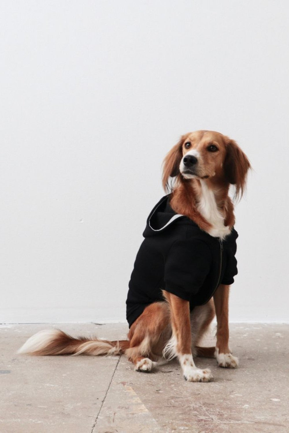 MB: Scott Pet Hoodie - 2