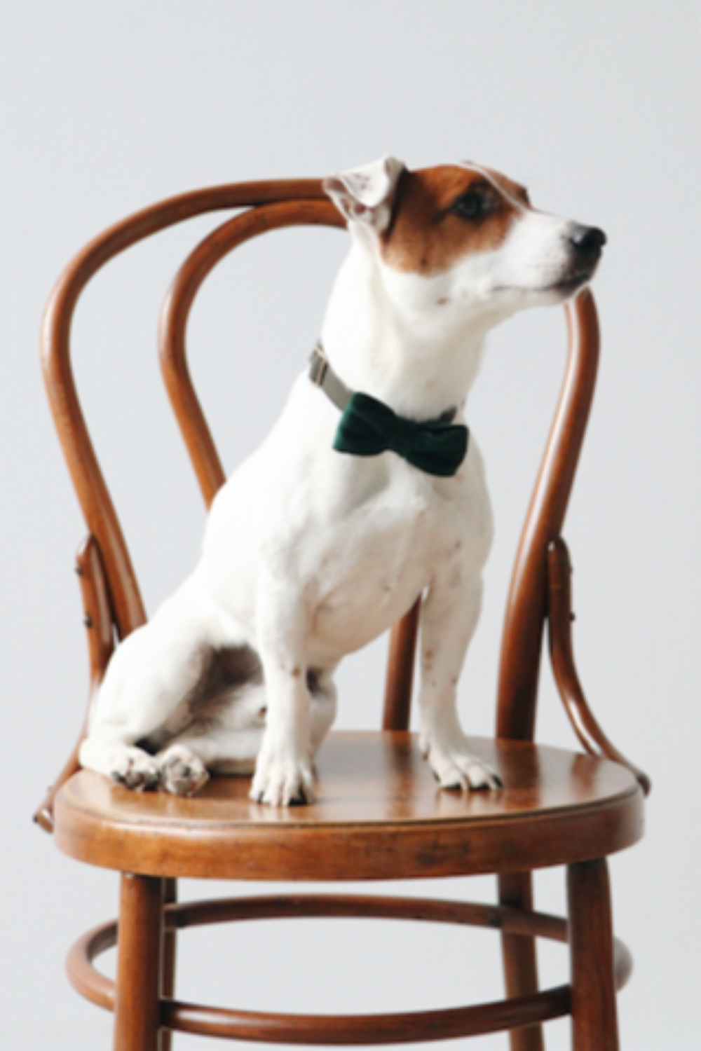 Mons Bons: Velvet Papyon - 3