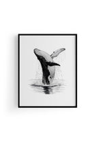 Karakalem Koleksiyonu Balina Posteri - 1