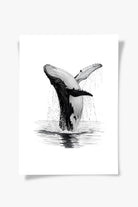 Karakalem Koleksiyonu Balina Posteri - 4