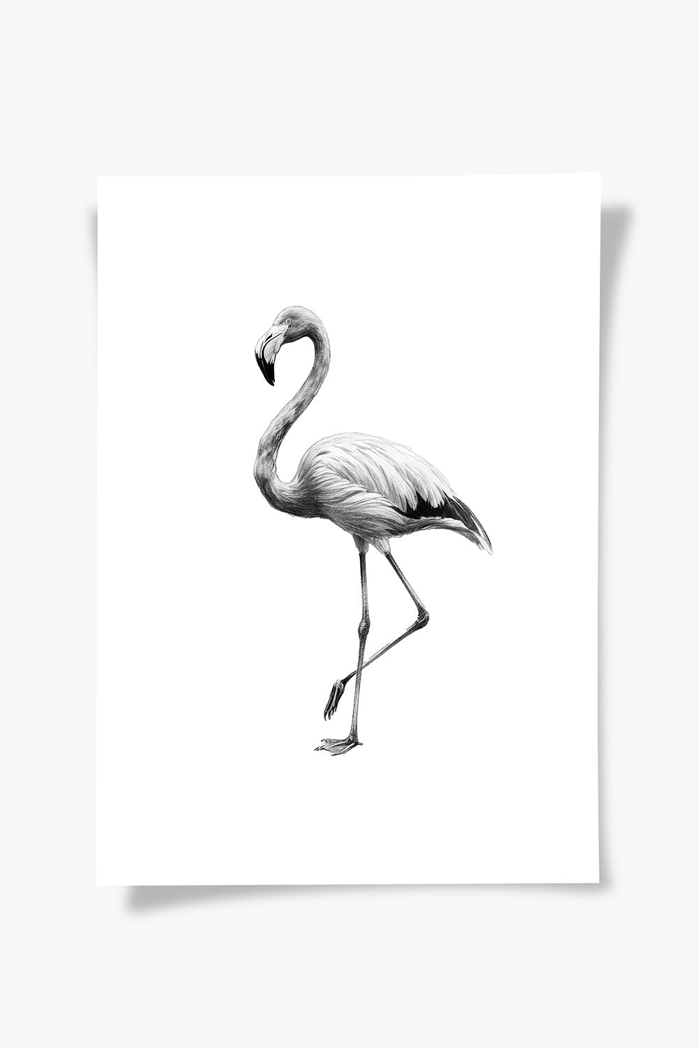 Karakalem Koleksiyonu Flamingo Posteri - 4