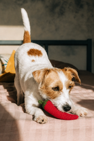 Chilly El Yapımı Biber Kedi & Köpek Oyuncağı - 0