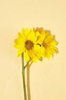 Pelcare-Spicy Almond Dry Oil - Tatli Badem Yaği İçeren Çok Amaçli Kuruyağ-Vücut Yağı-8-Milagron.com