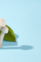 Pelcare-Superfood Repairing Overnight Cream - Adaptojen Yatiştirici Onarici Krem-Yüz Kremi-7-Milagron.com