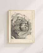 Pieter Van Gunst - Rahmin İÇ Yapısı Ve Fetüs Üzerine Anatomik Çalışma