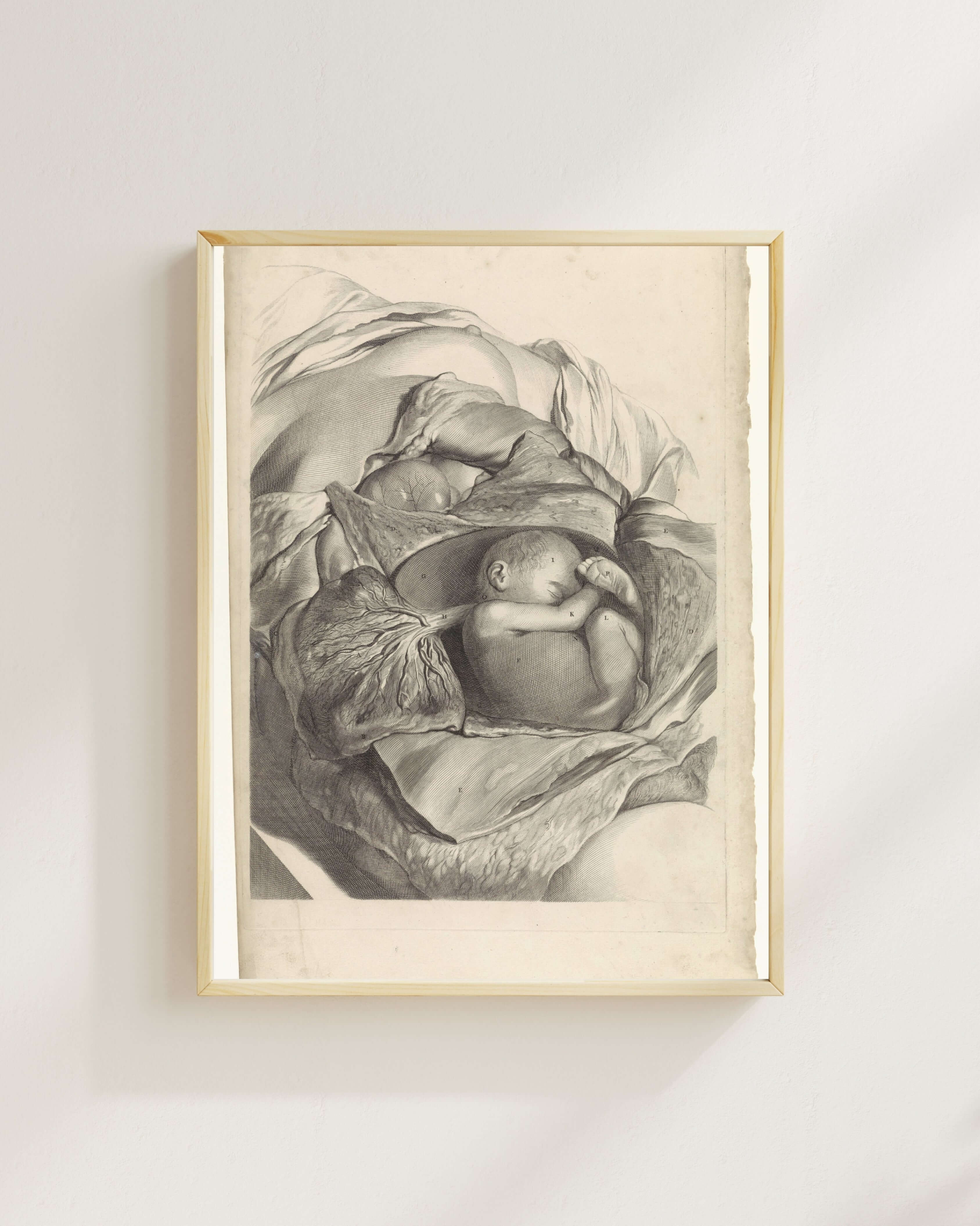 Pieter Van Gunst - Rahmin İÇ Yapısı Ve Fetüs Üzerine Anatomik Çalışma