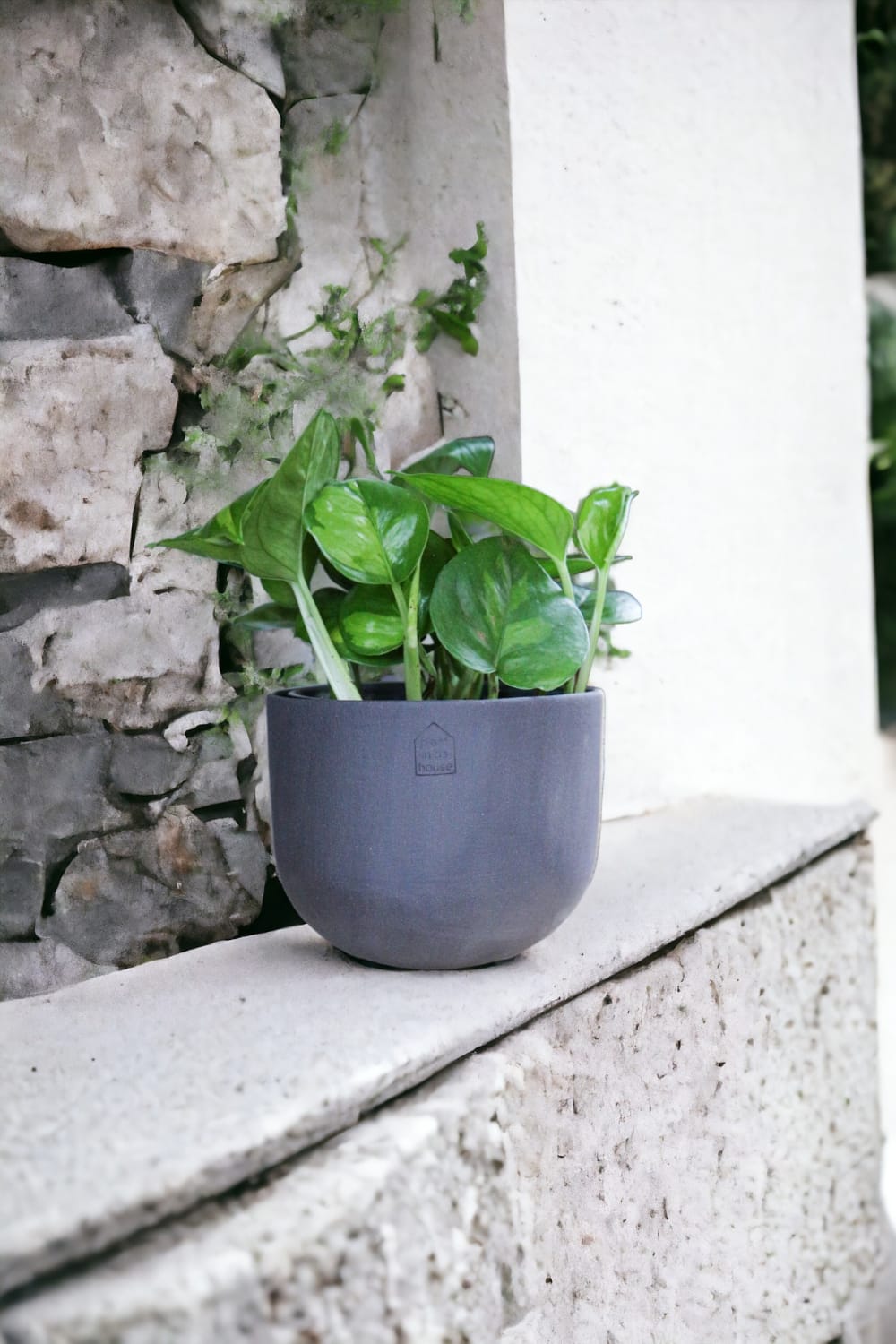 Plant In Da House-Stoneware Seramik Saksı - Il-Dekoratif Saksı-2-Milagron.com