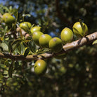 Argan Yağı | Soğuk Sıkım Taşıyıcı Yağ