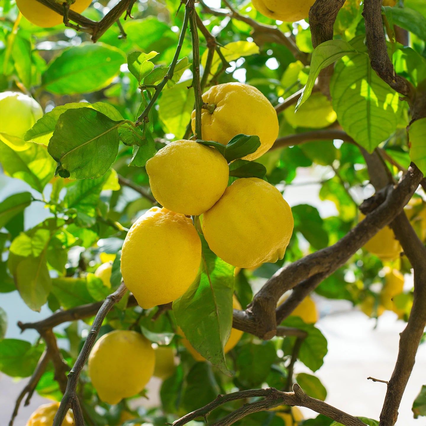 Limon Uçucu Yağı