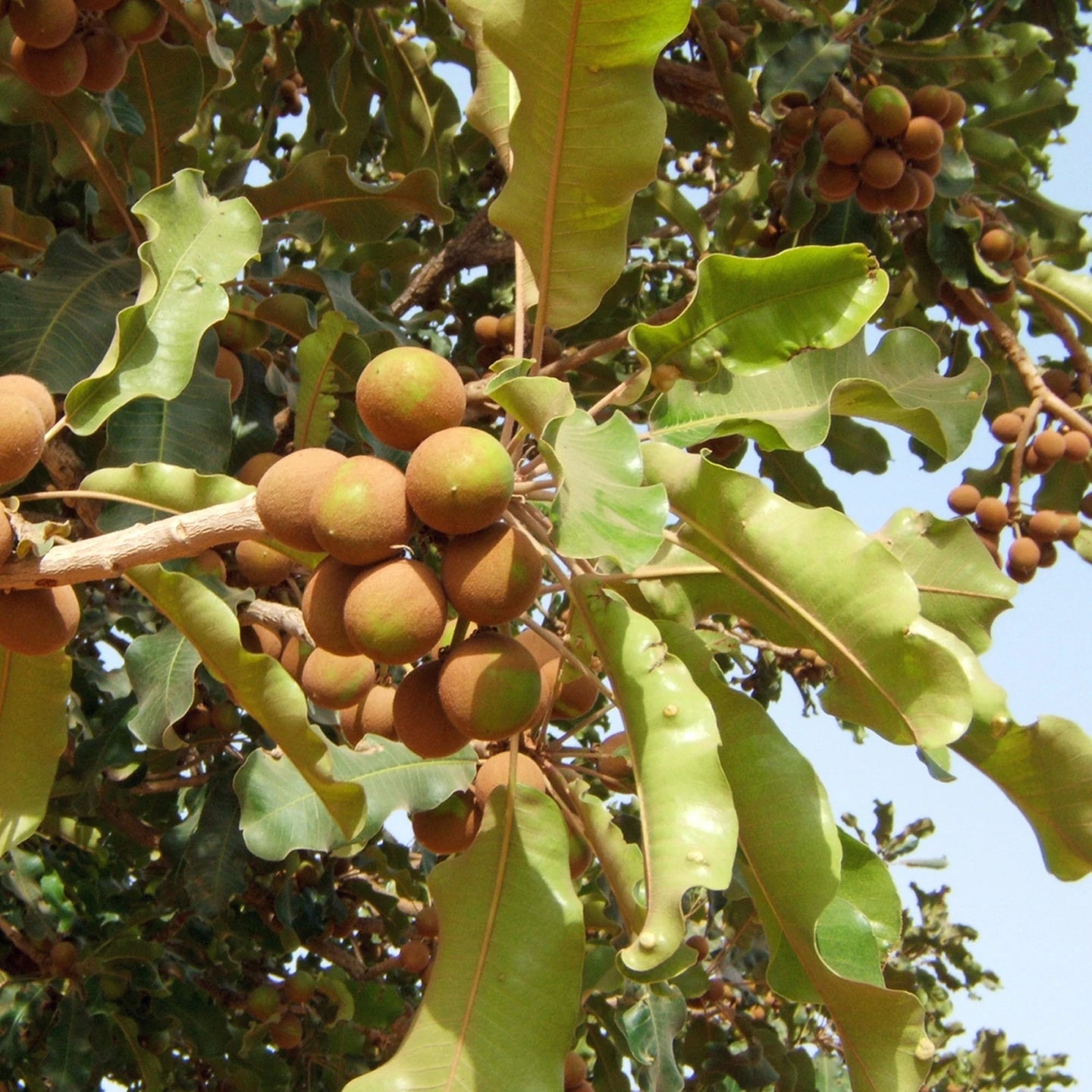 Shea Butter (Karite Yağı) | Soğuk Sıkım Taşıyıcı Yağ
