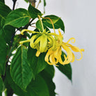 Ylang Ylang Uçucu Yağı