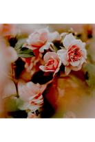 Shift-Gül Ve Paçuli Aromalı Duş Terapi Kapsül Seti-Duş Başlığı-7-Milagron.com