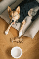 St. Pia-Robear El Yapımı Kedi + Köpek Oyuncağı-Toffee-Köpek-4-Milagron.com