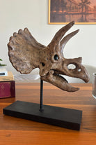 The Fossil Art-Triceratops Fosil Heykeli - Omurgasız-Biblo-2-Milagron.com