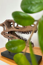 The Fossil Art-Velociraptor Fosil Heykeli - Omurgasız-Heykel-3-Milagron.com