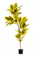 Ficus Altissima Yapay Ağaç Sarı Yeşil 6 Dal 170 Cm