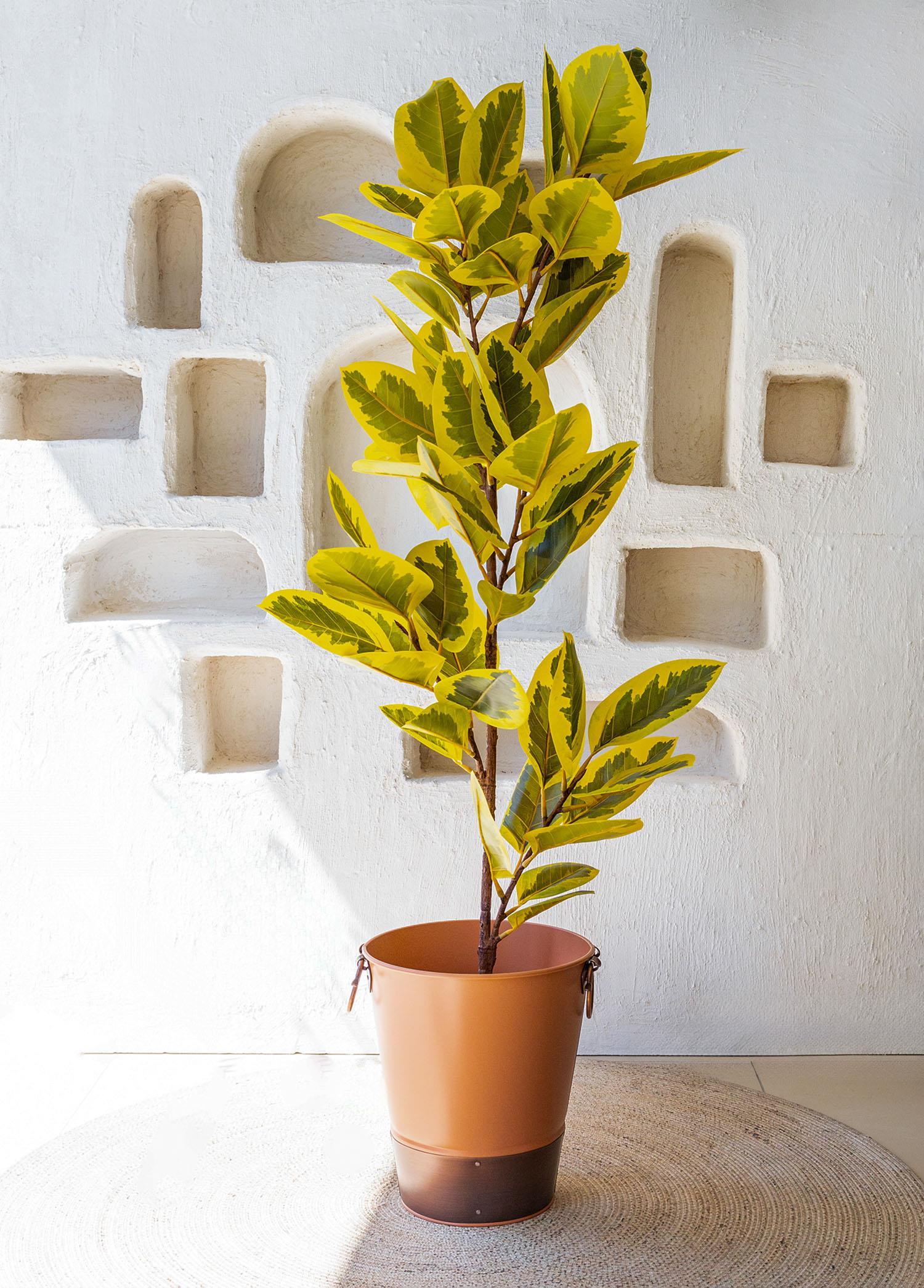 Ficus Altissima Yapay Ağaç Sarı Yeşil 6 Dal 170 Cm