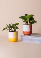 Porselen Saksı Pembe 9X10 Cm