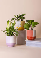 Porselen Saksı Pembe 9X10 Cm