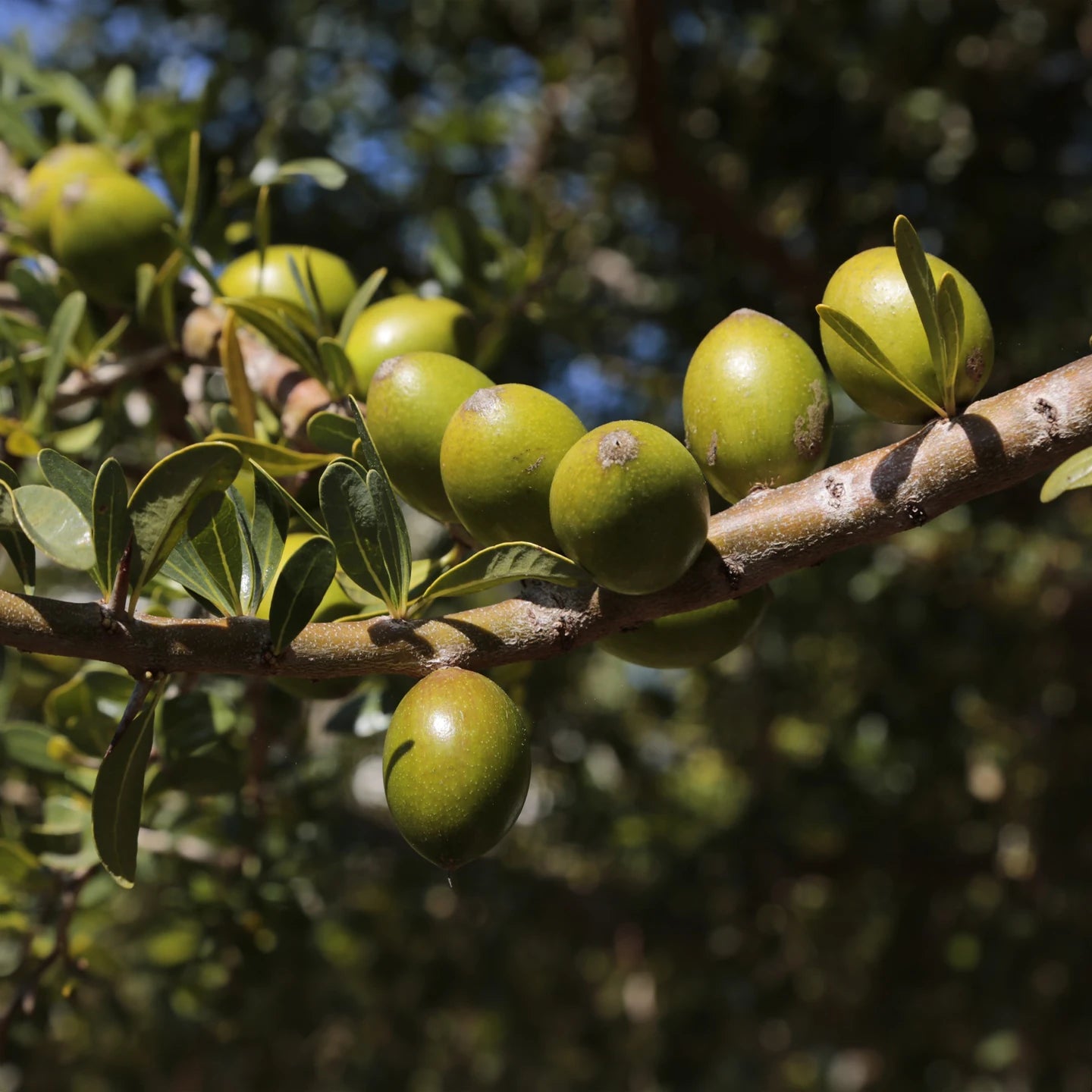 Argan Yağı | Soğuk Sıkım Taşıyıcı Yağ
