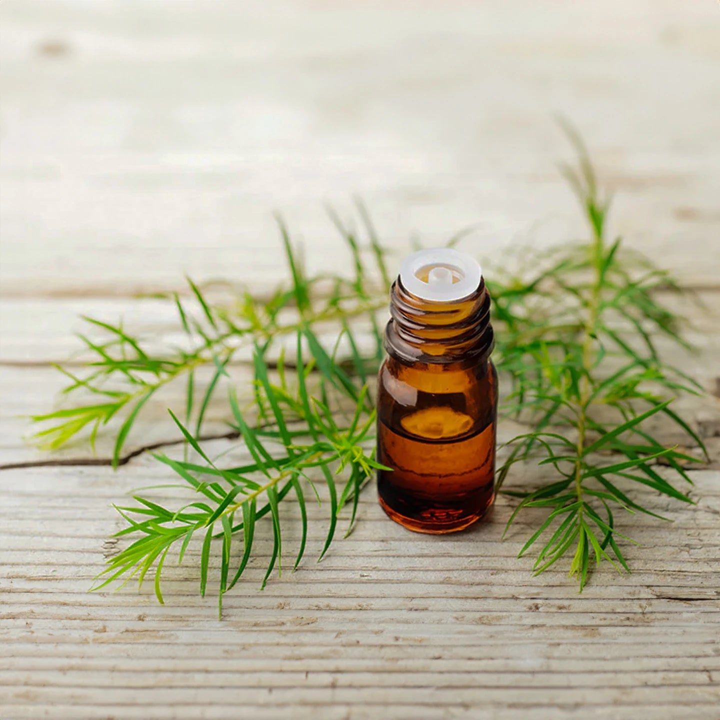 Çay Ağacı Uçucu Yağı