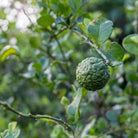 Bergamot Uçucu Yağı