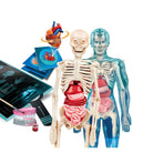 Clementoni-Bilim Ve Oyun Süper Anatomi +8 Yaş-Oyun Setleri-2-Milagron.com